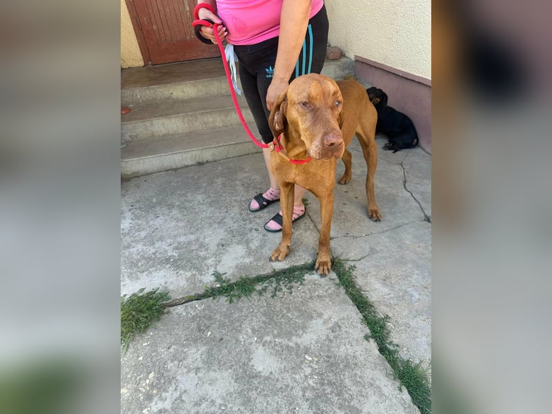 Rio, geboren 05.03.2020, 63cm sucht liebevolles Zuhause