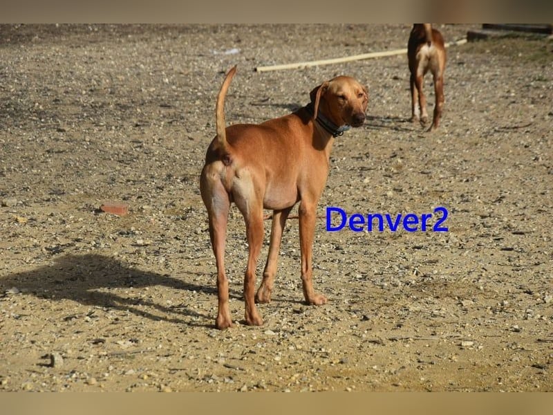 Denver2 geb. 02/2025 (ESP) - verspielter Magyar Vizsla-Mix sucht Pflegestelle oder liebes Zuhause!