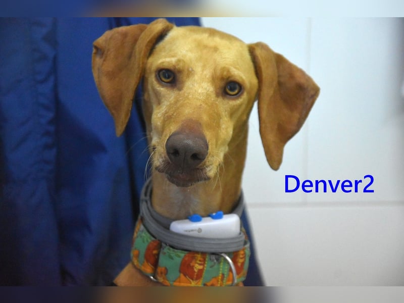 Denver2 geb. 02/2025 (ESP) - verspielter Magyar Vizsla-Mix sucht Pflegestelle oder liebes Zuhause!