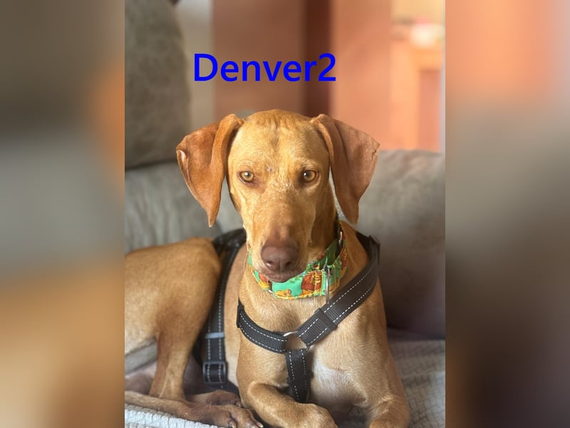 Denver2 geb. 02/2025 (ESP) - verspielter Magyar Vizsla-Mix sucht Pflegestelle oder liebes Zuhause!