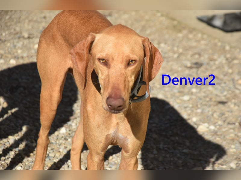 Denver2 geb. 02/2025 (ESP) - verspielter Magyar Vizsla-Mix sucht Pflegestelle oder liebes Zuhause!