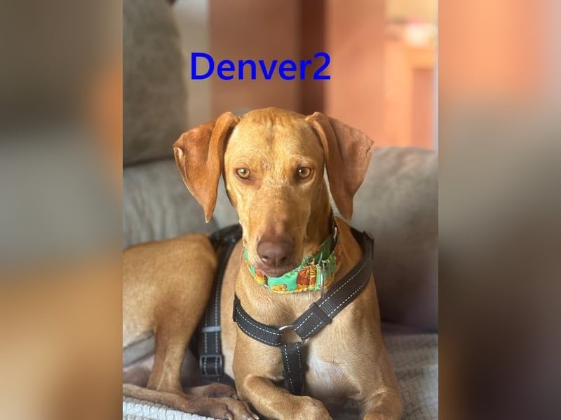 Denver2 geb. 02/2025 (ESP) - verspielter Magyar Vizsla-Mix sucht Pflegestelle oder liebes Zuhause!