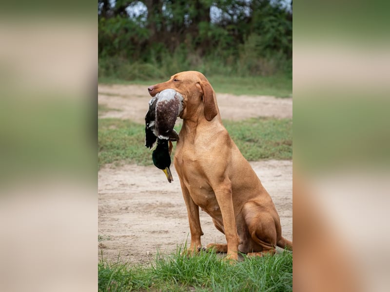Magyar Vizsla Welpen