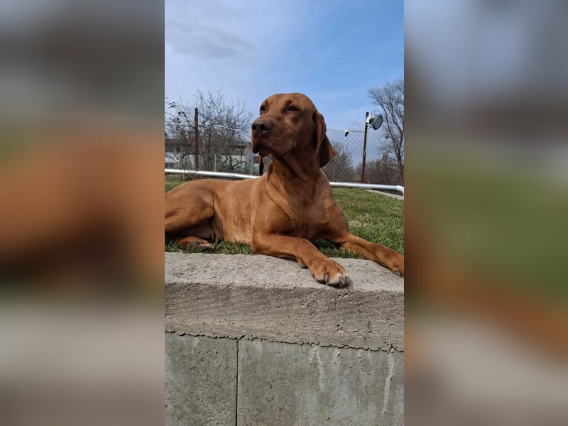 Magyar Vizsla Welpen