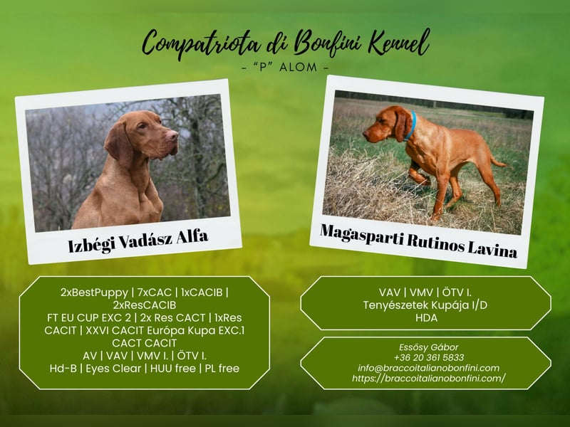 Magyar Vizsla Welpen