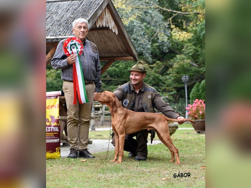 Magyar Vizsla Welpen