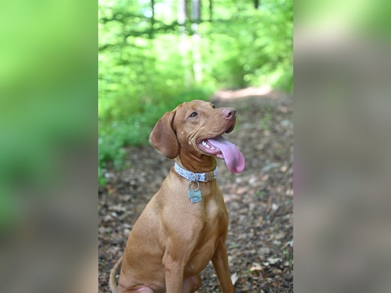 Magyar Vizsla Welpen