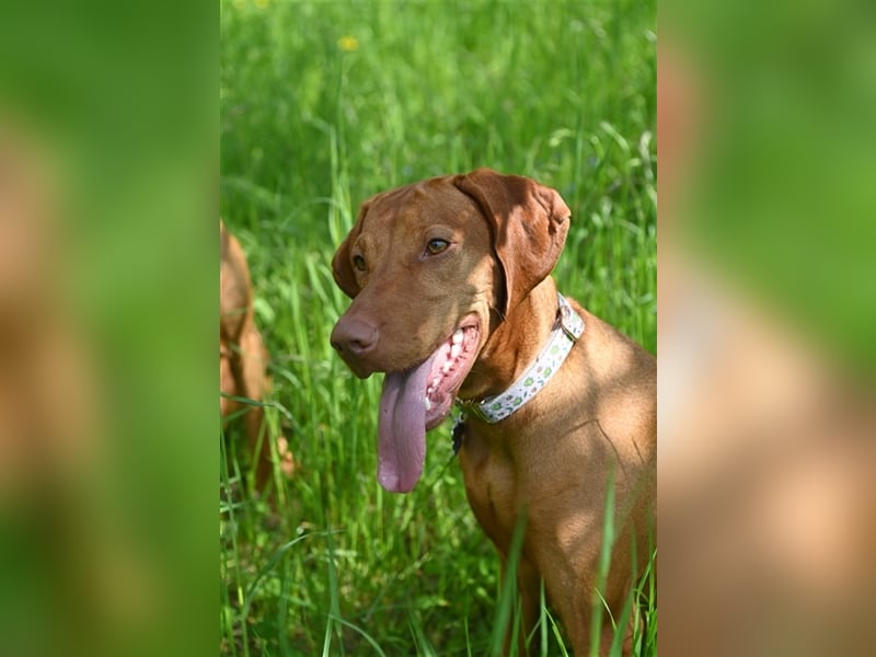 Magyar Vizsla Welpen