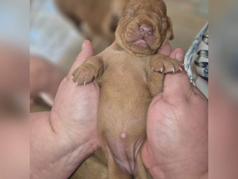 Magyar vizsla mit ahnentafel