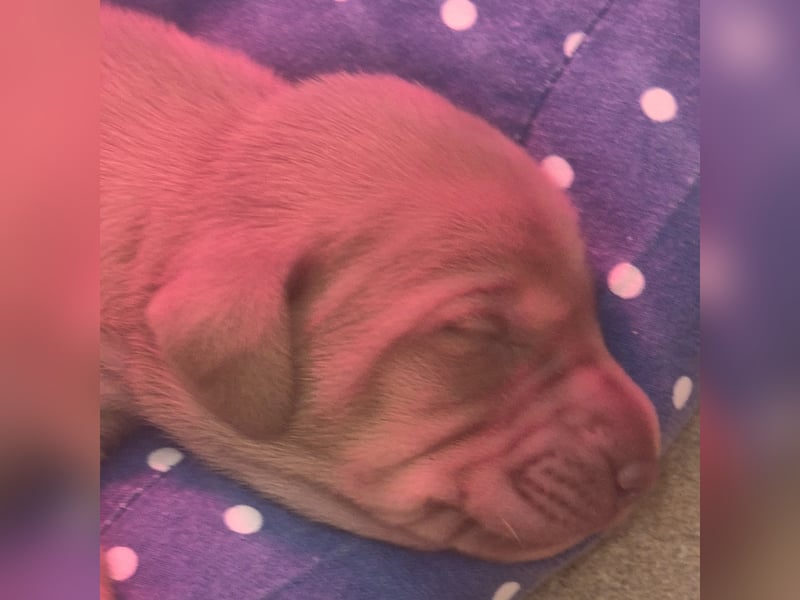Magyar vizsla mit ahnentafel