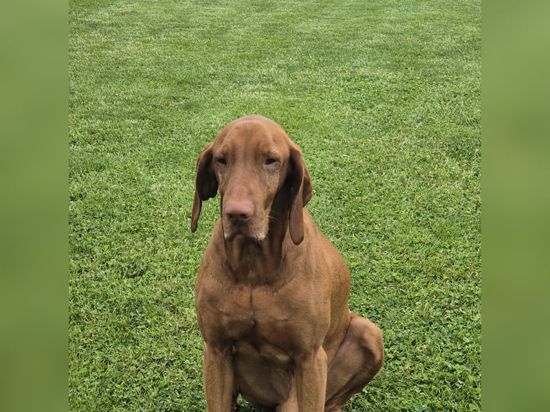 Magyar vizsla mit ahnentafel