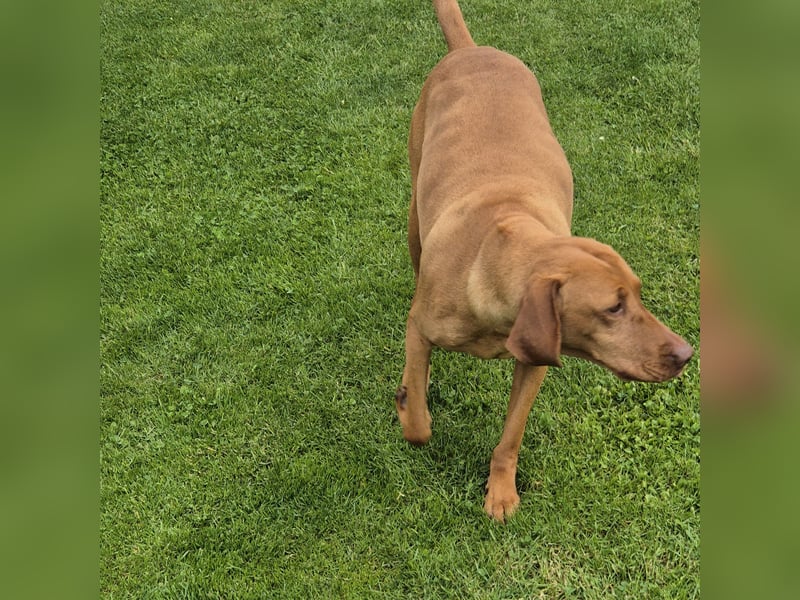Magyar vizsla mit ahnentafel