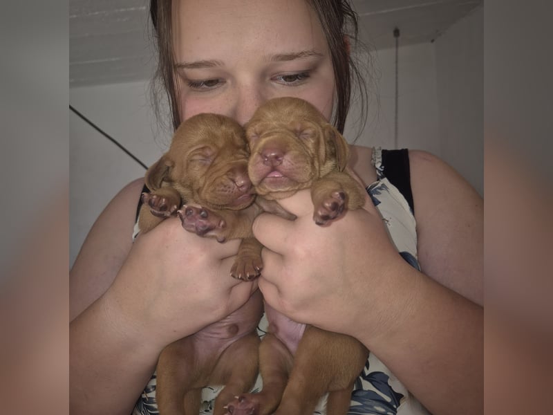 Magyar vizsla mit ahnentafel