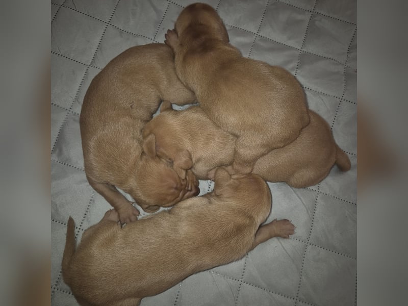 Magyar vizsla mit ahnentafel