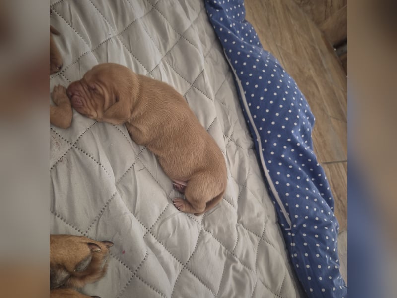 Magyar vizsla mit ahnentafel