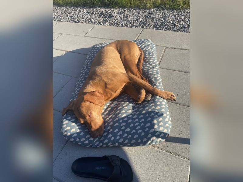 Vizsla-Hündin Vilma sucht ein ruhiges, liebevolles Zuhause