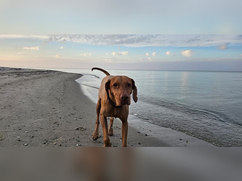 Vizsla-Hündin Vilma sucht ein ruhiges, liebevolles Zuhause