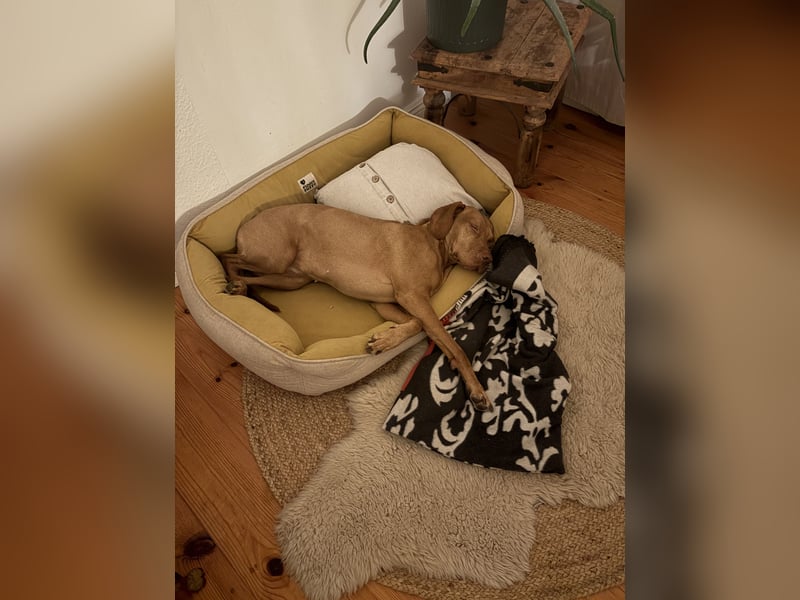 Vizsla-Hündin Vilma sucht ein ruhiges, liebevolles Zuhause