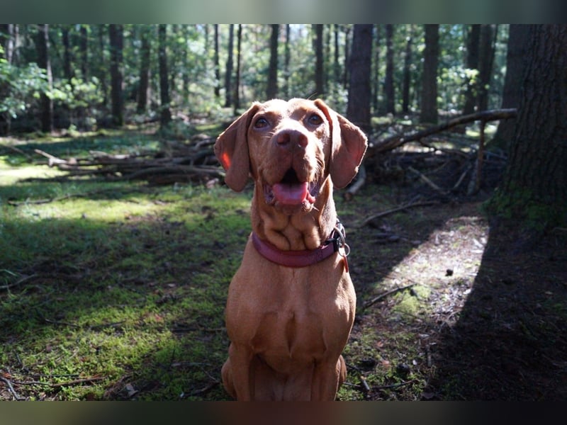 Vizsla-Hündin Vilma sucht ein ruhiges, liebevolles Zuhause