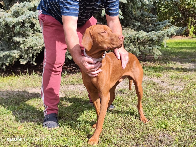 Junger Mann (Magyar Viszla) sucht neue Bleibe!