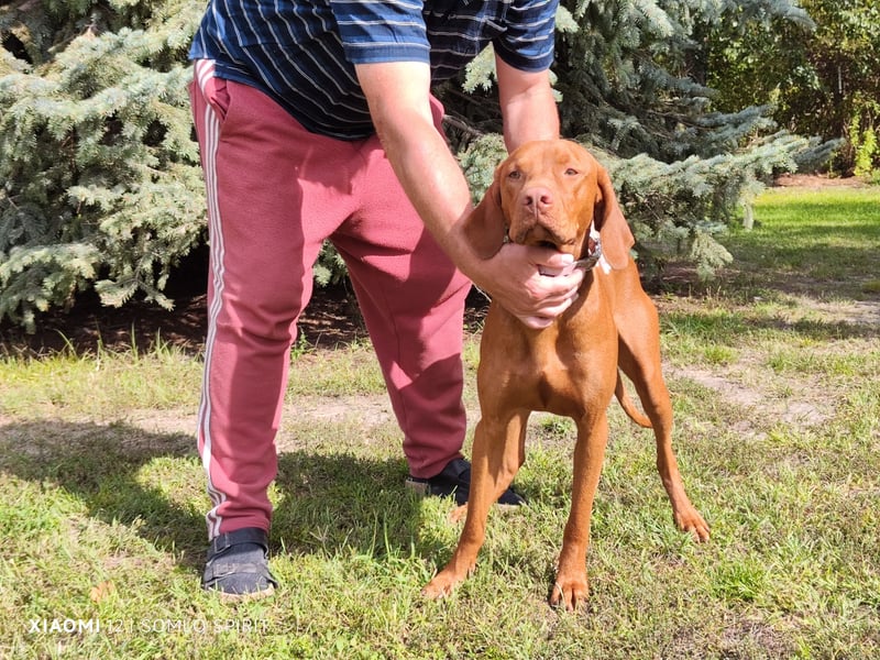 Junger Mann (Magyar Viszla) sucht neue Bleibe!