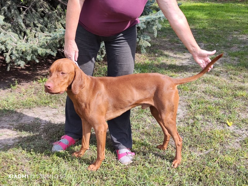 Junger Mann (Magyar Viszla) sucht neue Bleibe!