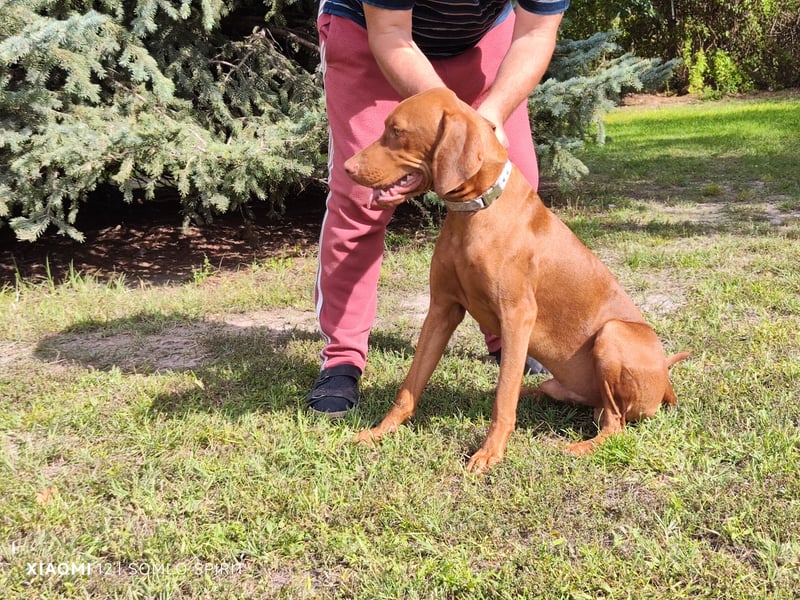 Junger Mann (Magyar Viszla) sucht neue Bleibe!