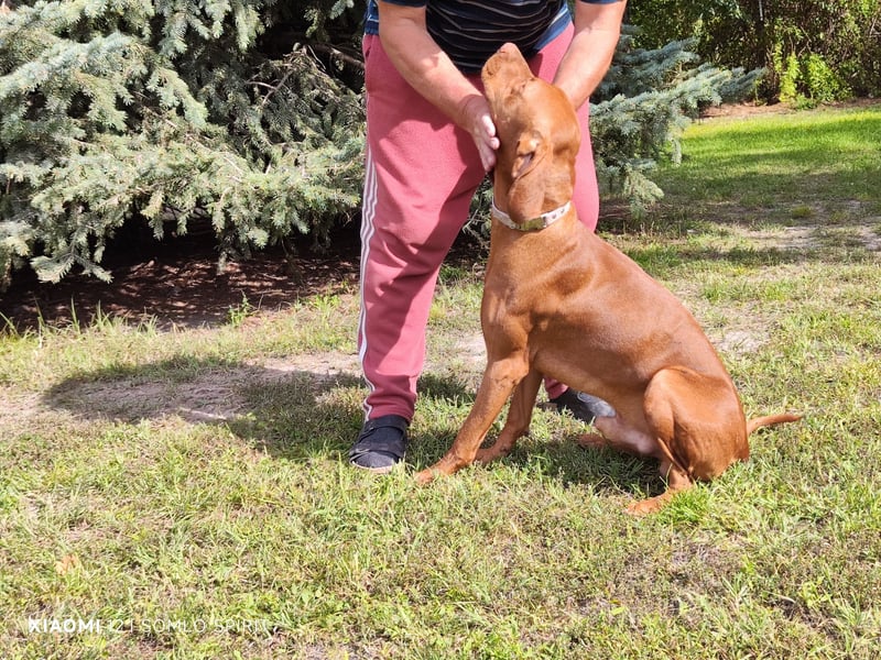 Junger Mann (Magyar Viszla) sucht neue Bleibe!