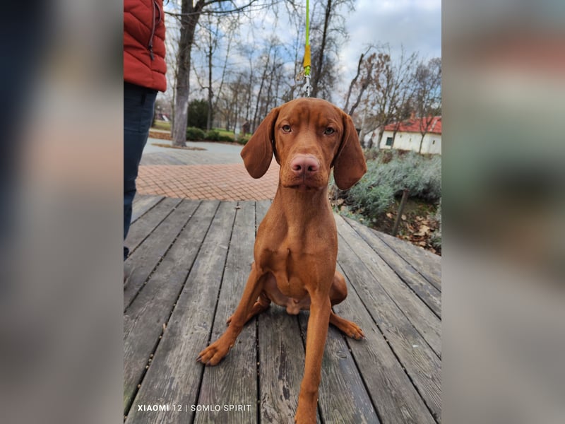 Junger Mann (Magyar Viszla) sucht neue Bleibe!