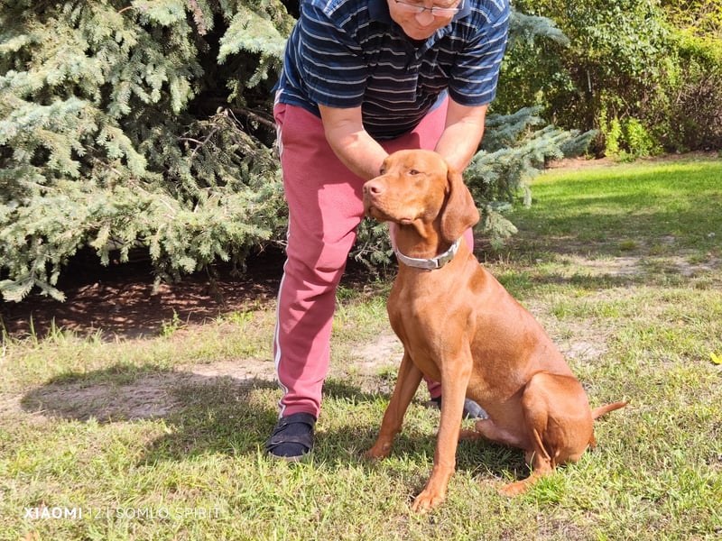 Junger Mann (Magyar Viszla) sucht neue Bleibe!