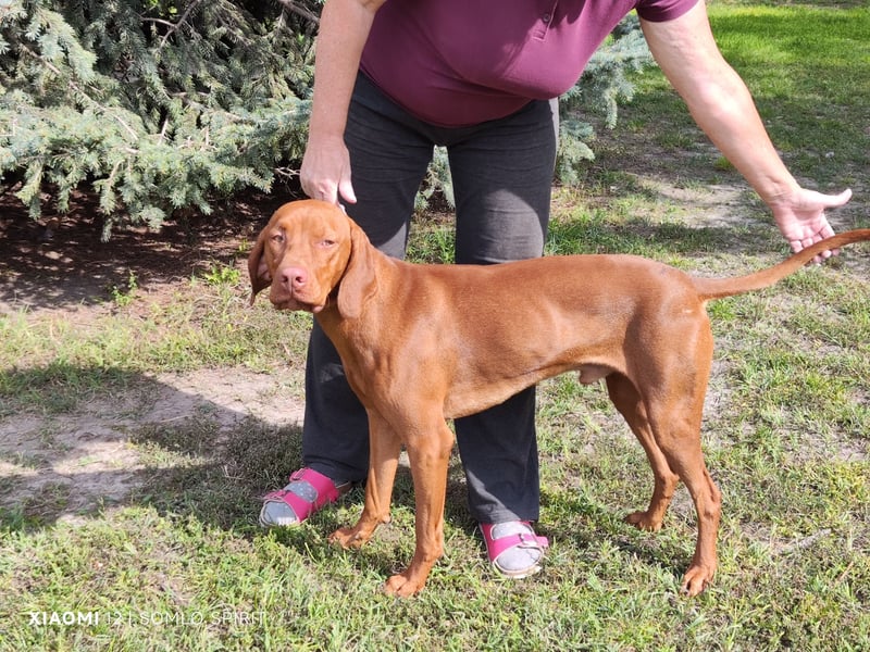 Junger Mann (Magyar Viszla) sucht neue Bleibe!