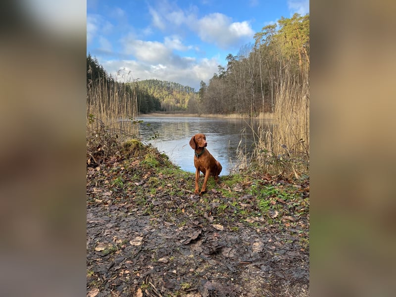 Magyar Vizsla Kurzhaar - Zuchtrüde - unverkäuflich
