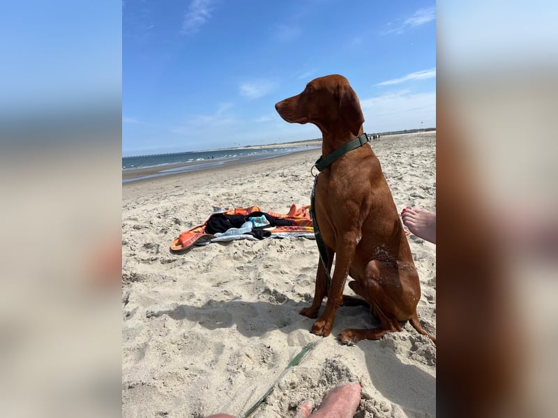 Magyar Vizsla Kurzhaar - Zuchtrüde - unverkäuflich