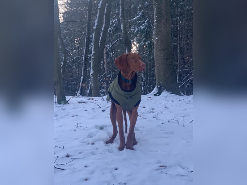 Magyar Vizsla Kurzhaar - Zuchtrüde - unverkäuflich
