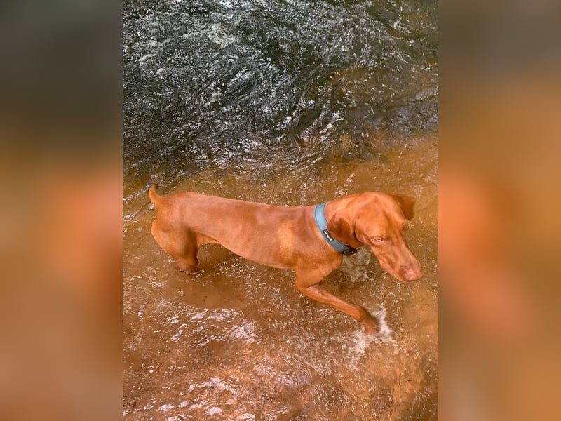 Magyar Vizsla Kurzhaar - Zuchtrüde - unverkäuflich
