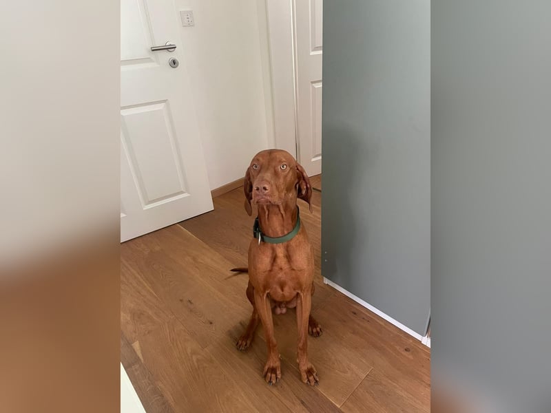 Magyar Vizsla Kurzhaar - Zuchtrüde - unverkäuflich