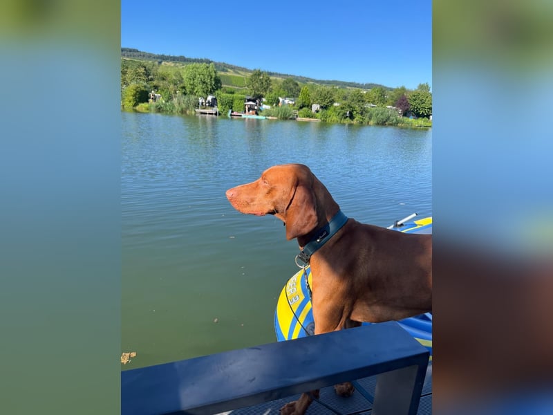 Magyar Vizsla Kurzhaar - Zuchtrüde - unverkäuflich