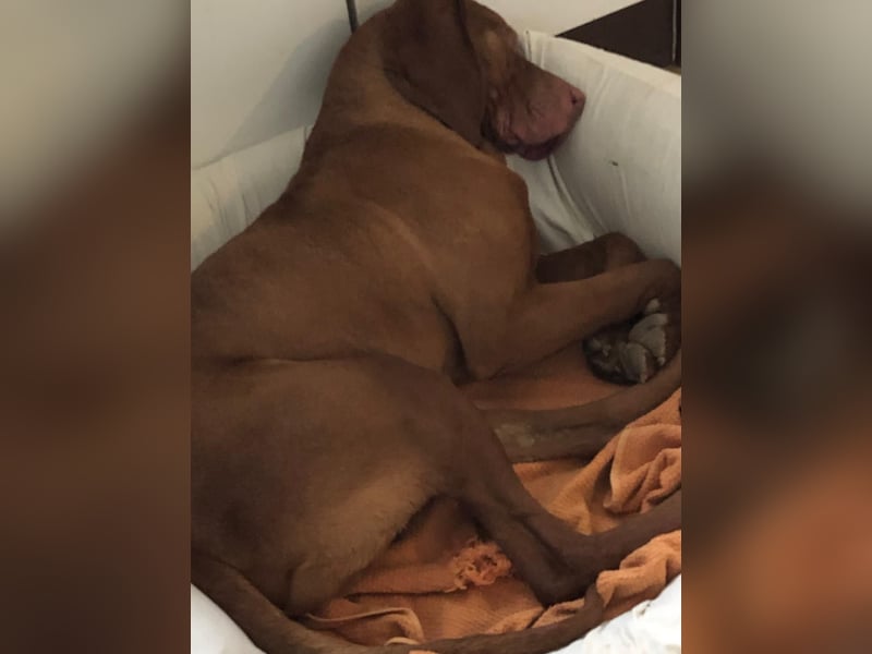 Ich heiße Ronny , Pflegestelle:  41239 Mönchengladbach