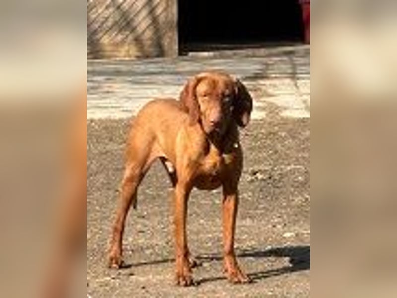 Ich heiße Ronny , Pflegestelle:  41239 Mönchengladbach