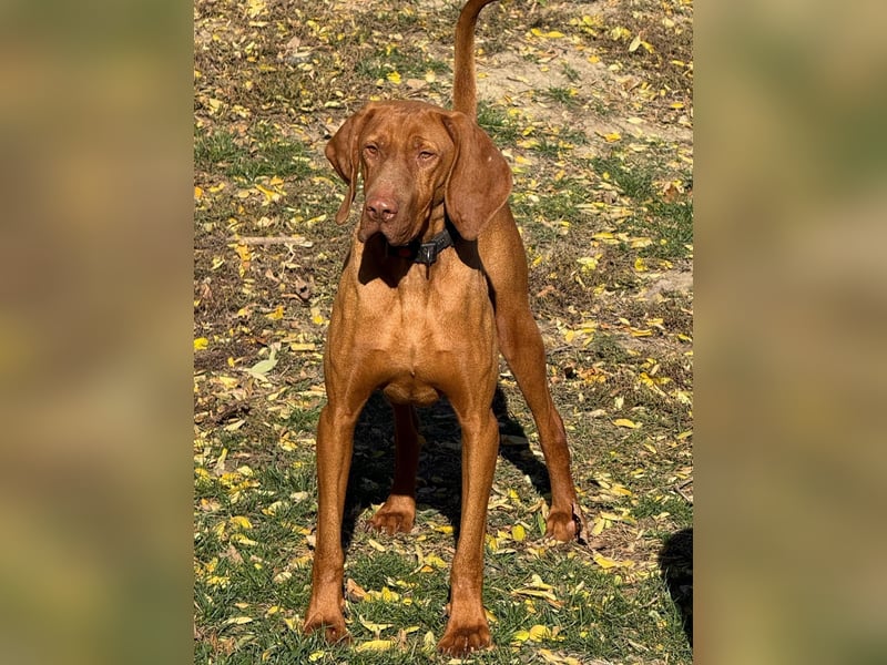 Ich heiße Ronny , Pflegestelle:  41239 Mönchengladbach