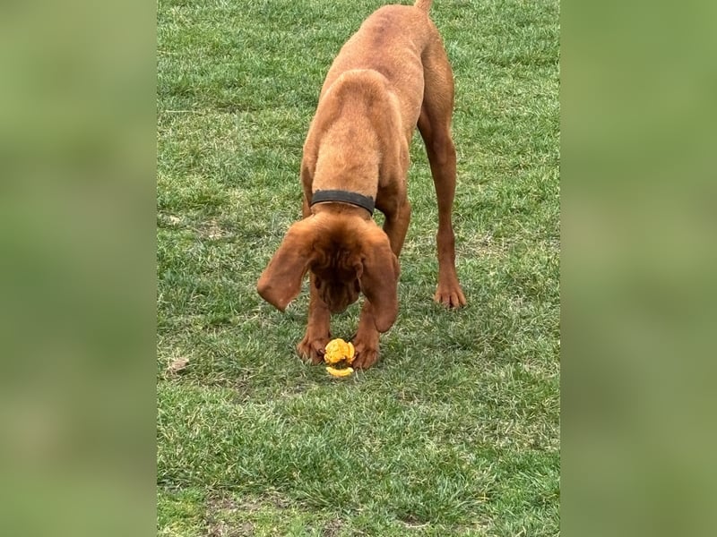 Ich heiße Ronny , Pflegestelle:  41239 Mönchengladbach