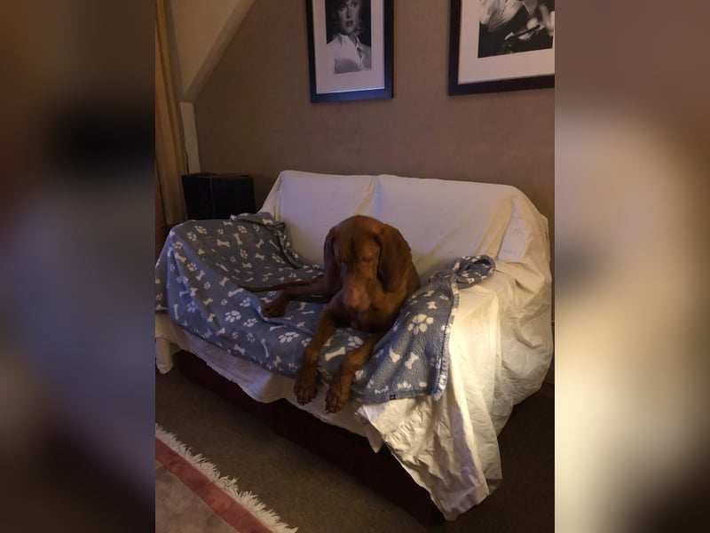 Ich heiße Ronny , Pflegestelle:  41239 Mönchengladbach