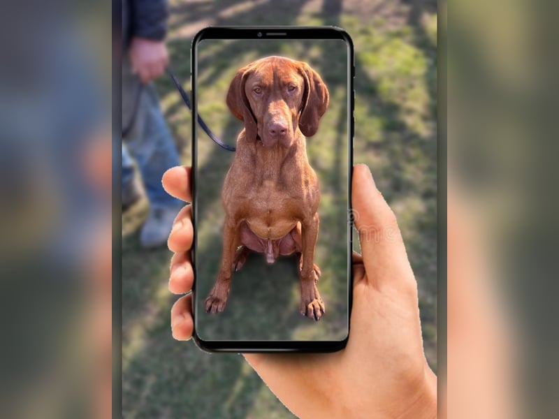 Ich heiße Ronny , Pflegestelle:  41239 Mönchengladbach