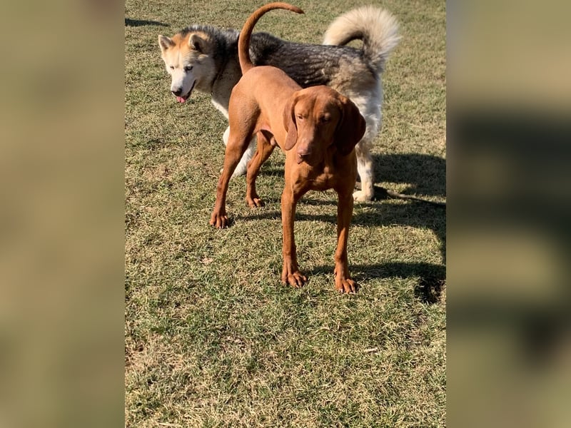 Ich heiße Ronny , Pflegestelle:  41239 Mönchengladbach