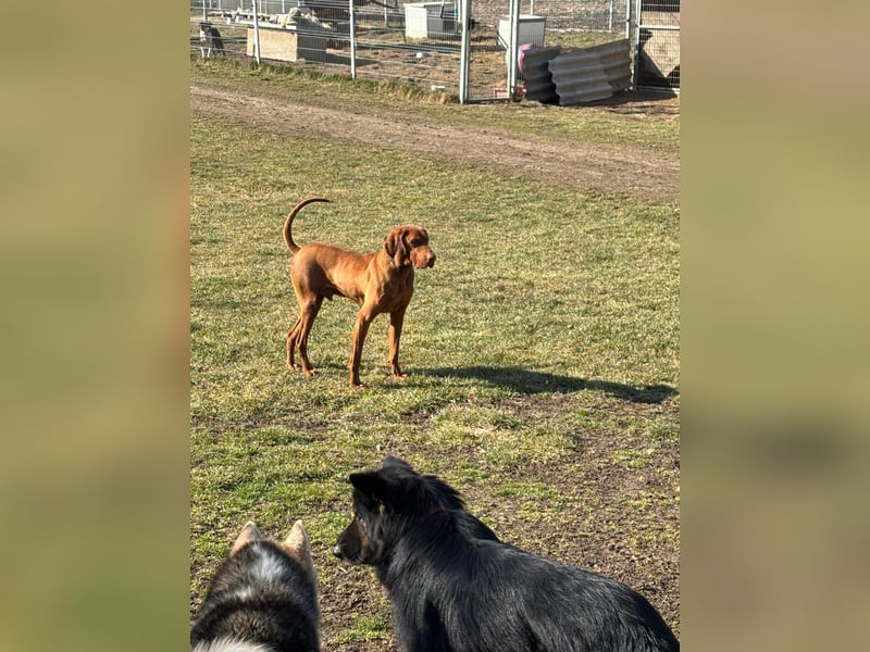 Ich heiße Ronny , Pflegestelle:  41239 Mönchengladbach