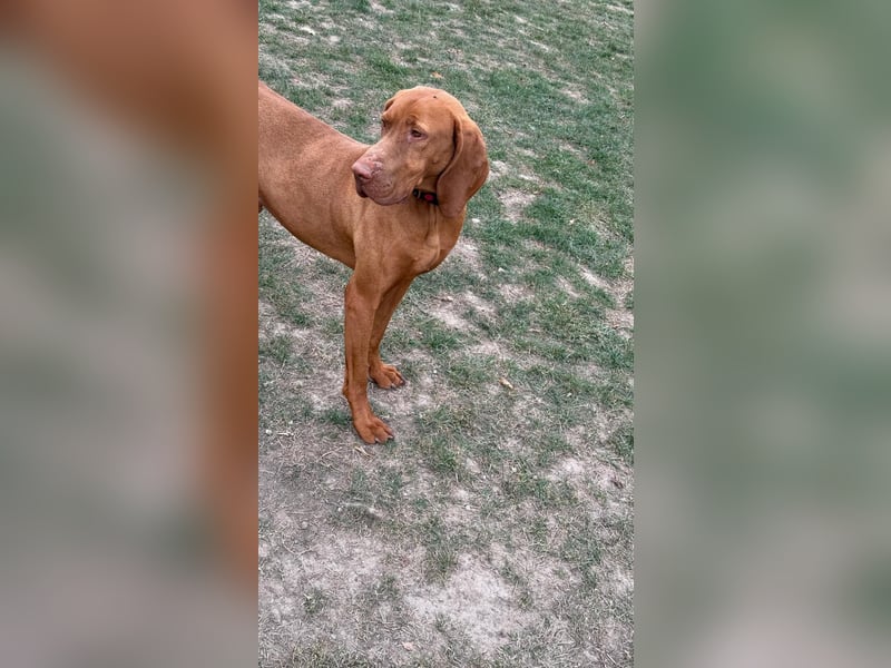 Ich heiße Ronny , Pflegestelle:  41239 Mönchengladbach