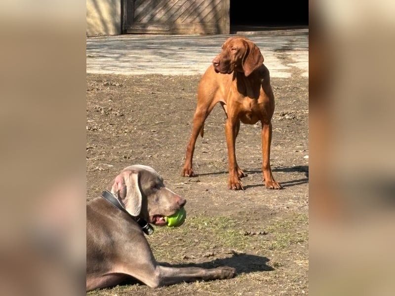 Ich heiße Ronny , Pflegestelle:  41239 Mönchengladbach