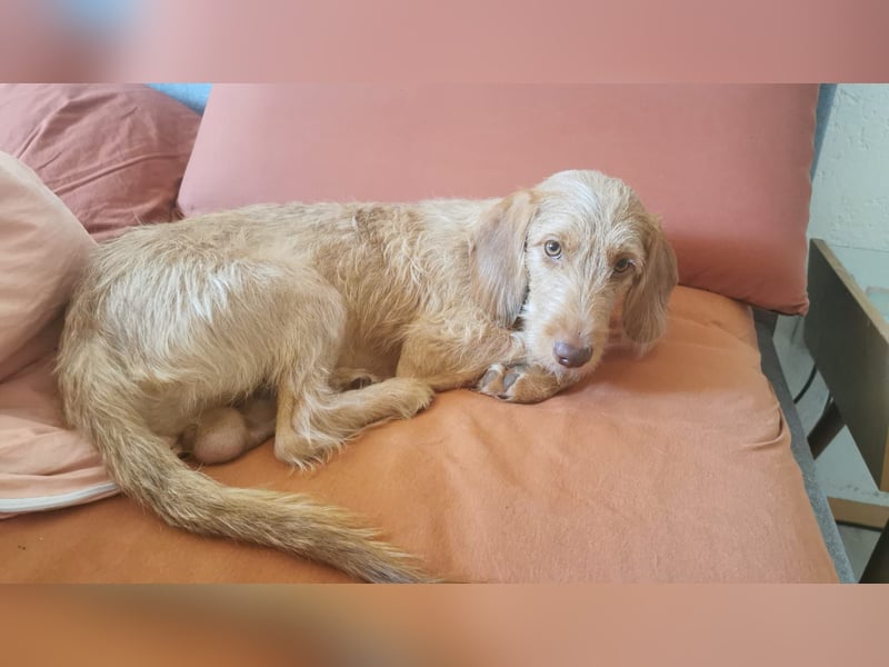 Vizsla Drahthaar (in RLP auf PS) Junghund sucht ein Zuhause.
