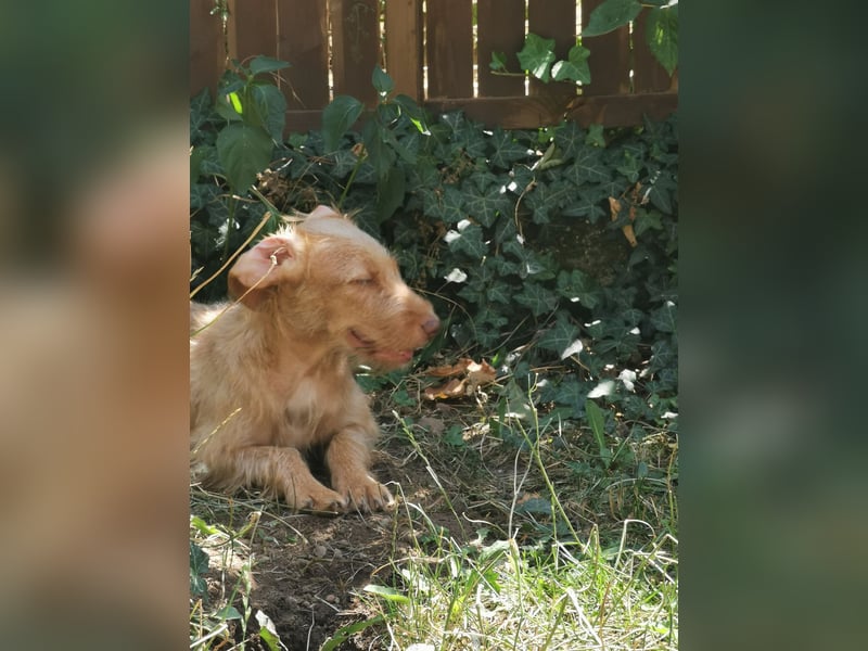Vizsla Drahthaar (in RLP auf PS) Junghund sucht ein Zuhause.