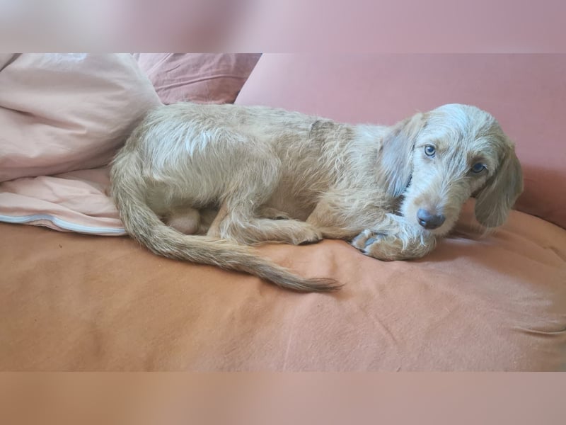Vizsla Drahthaar (in RLP auf PS) Junghund sucht ein Zuhause.